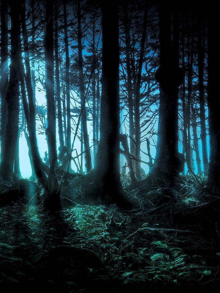 Dark Mystery Forest Digital Art Wallpaper
