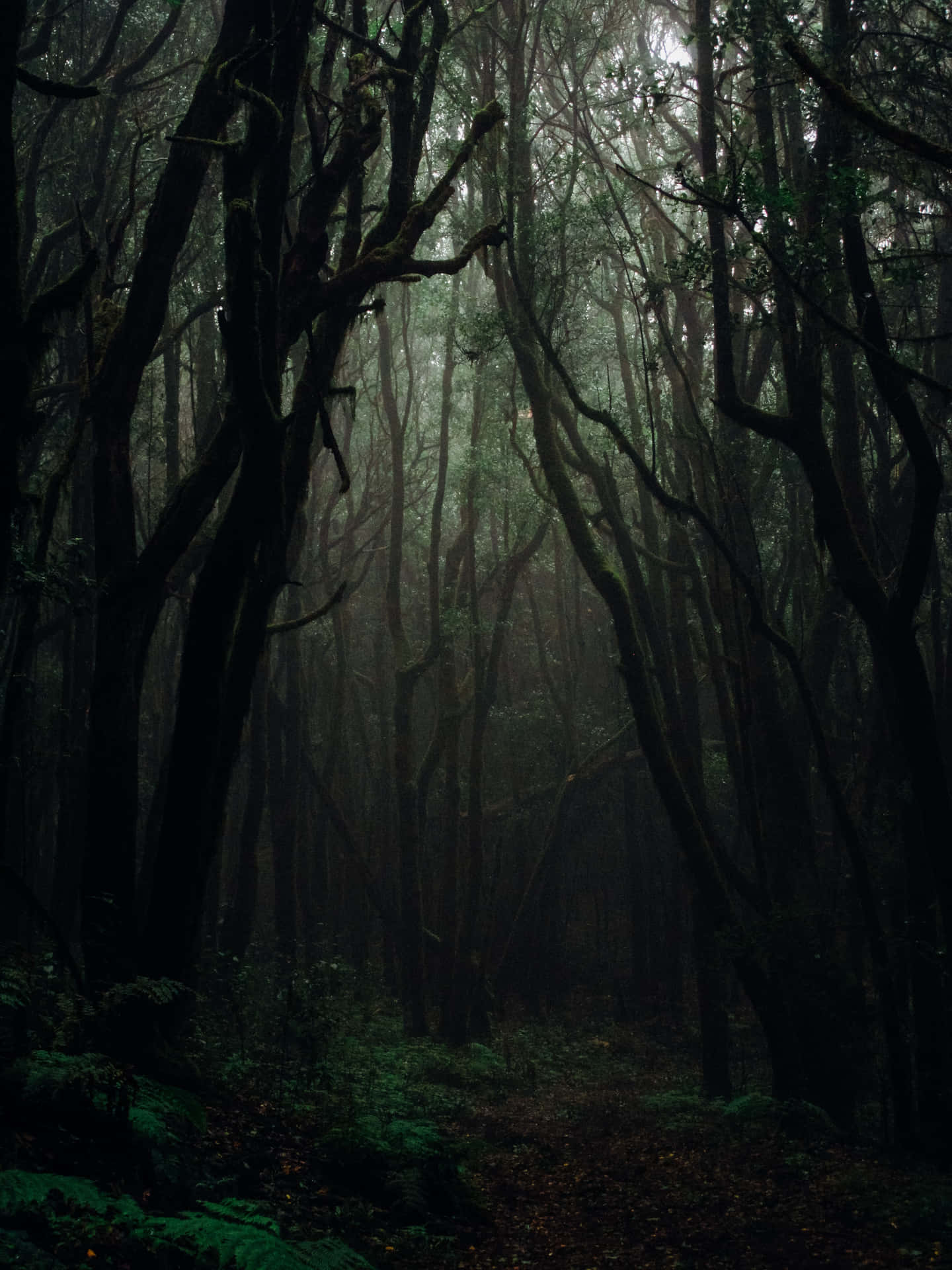 En mørk skov med træer og buske i baggrunden Wallpaper