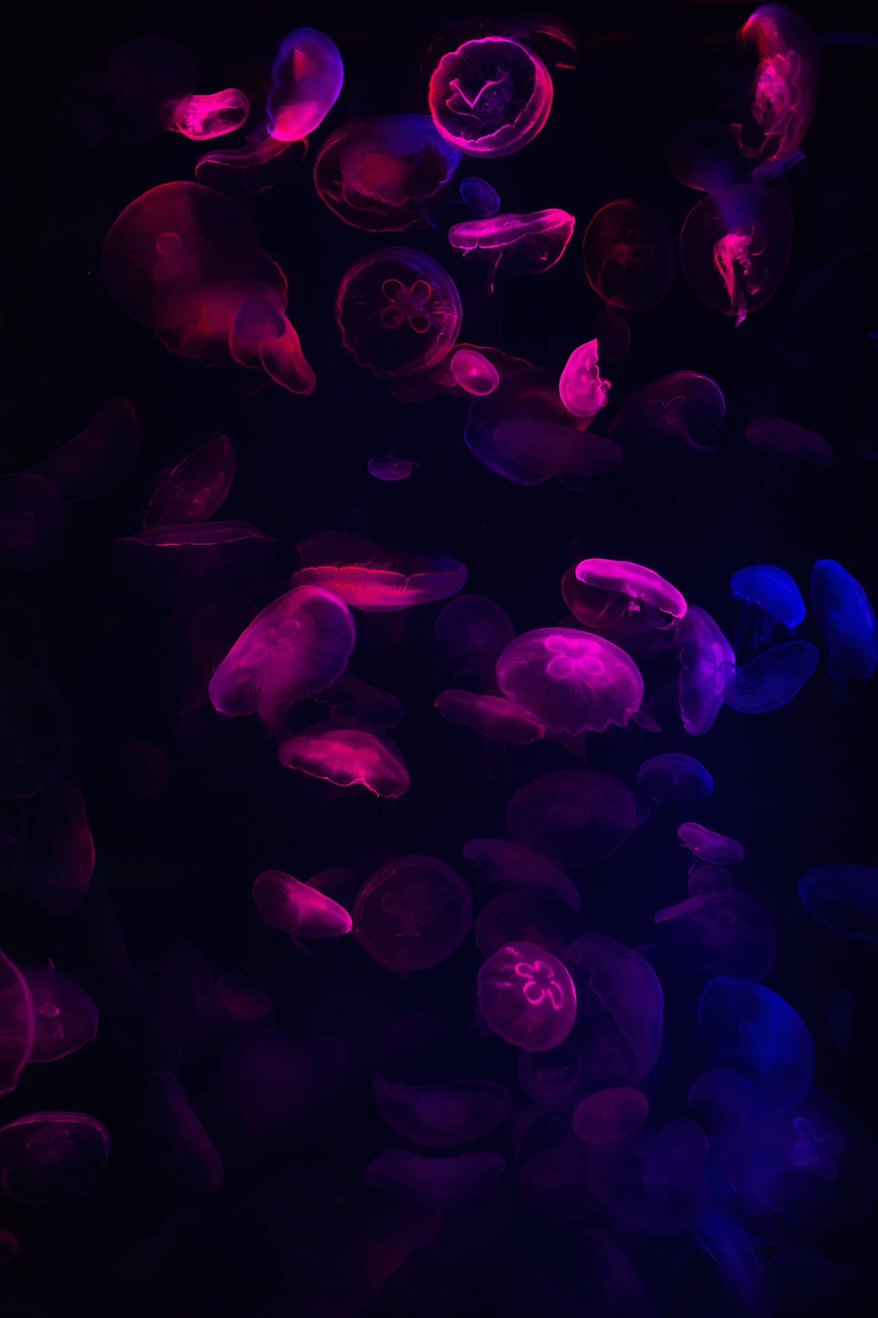Dark Neon Pink Jellyfish Wallpaper