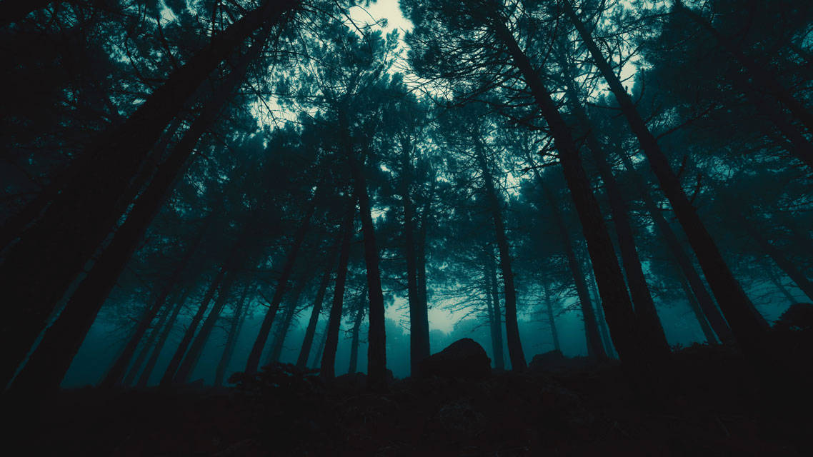Foresta Inquietante Della Notte Oscura Sfondo