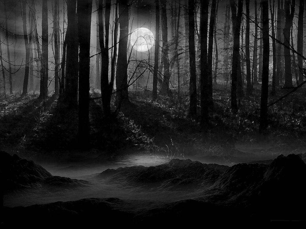 Noiteescura Em Uma Densa Floresta. Papel de Parede
