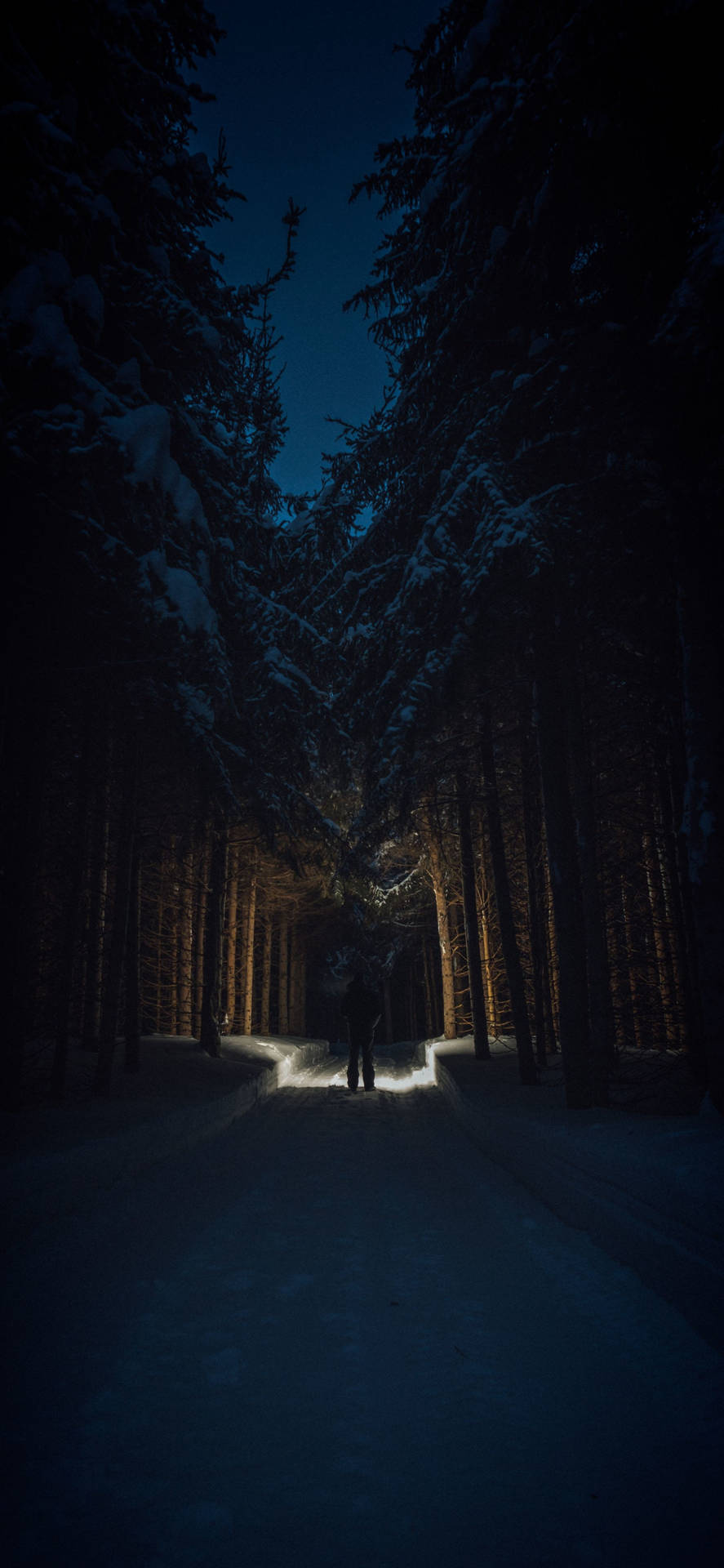 Mørk Nat I Snedækket Skov Wallpaper