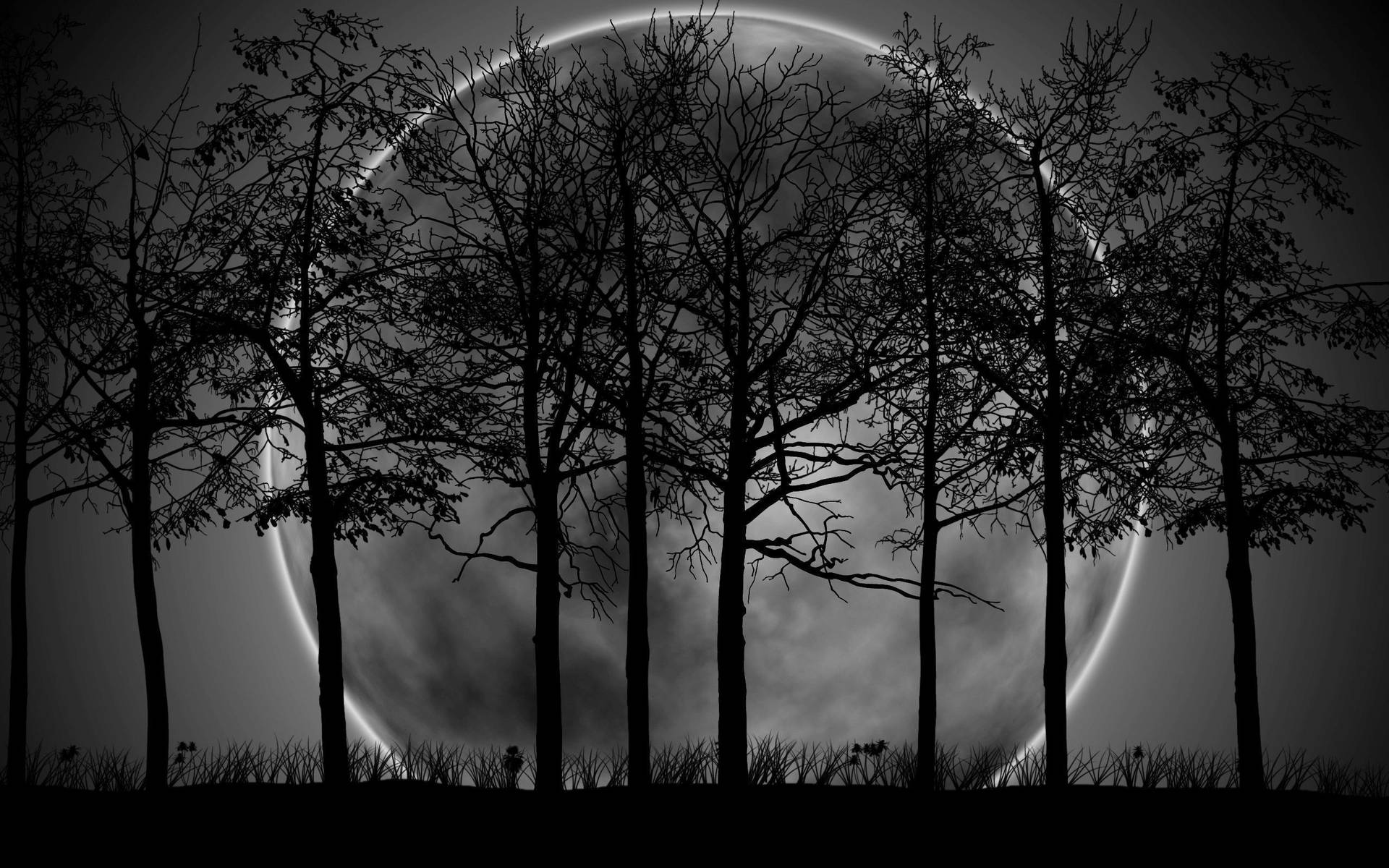 Noiteescura, Lua, Fileira De Árvores. Papel de Parede