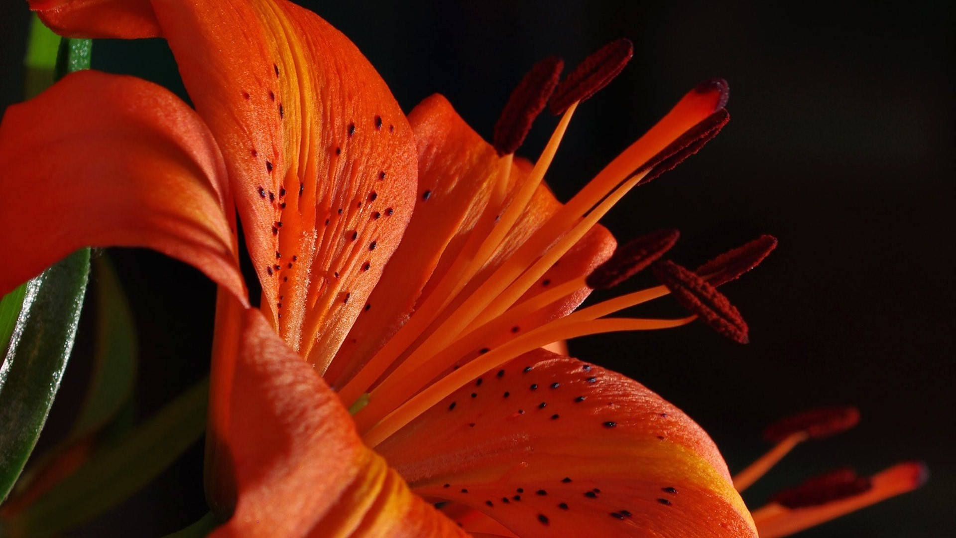 Radiant Orange Lily Close-Up Wallpaper