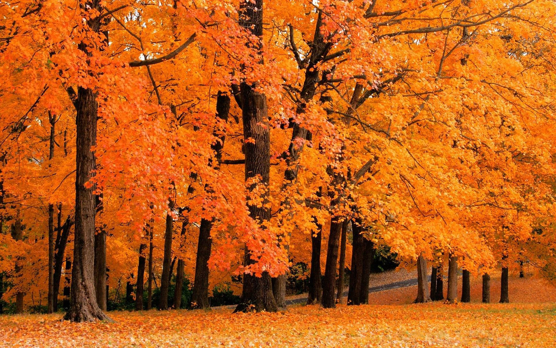 Dunkelorange Bäume Herbstbildschirm Wallpaper