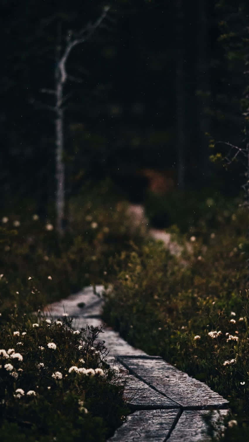 Mørk Sti Gjennom Stemningsfull Skog Bakgrunnsbildet