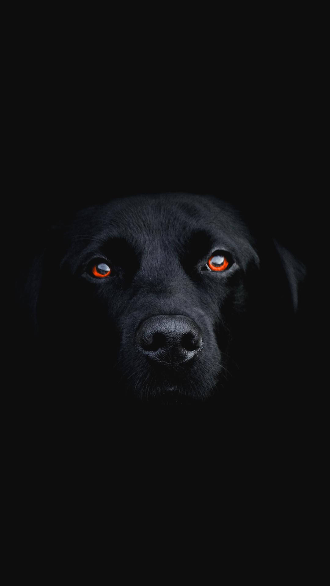 Dark Phone Black Dog Wallpaper