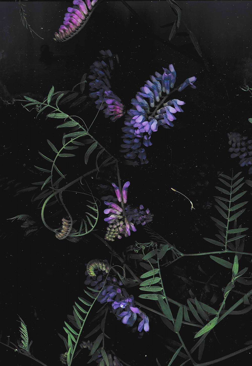 Dark Phone Purple Flowers Wallpaper