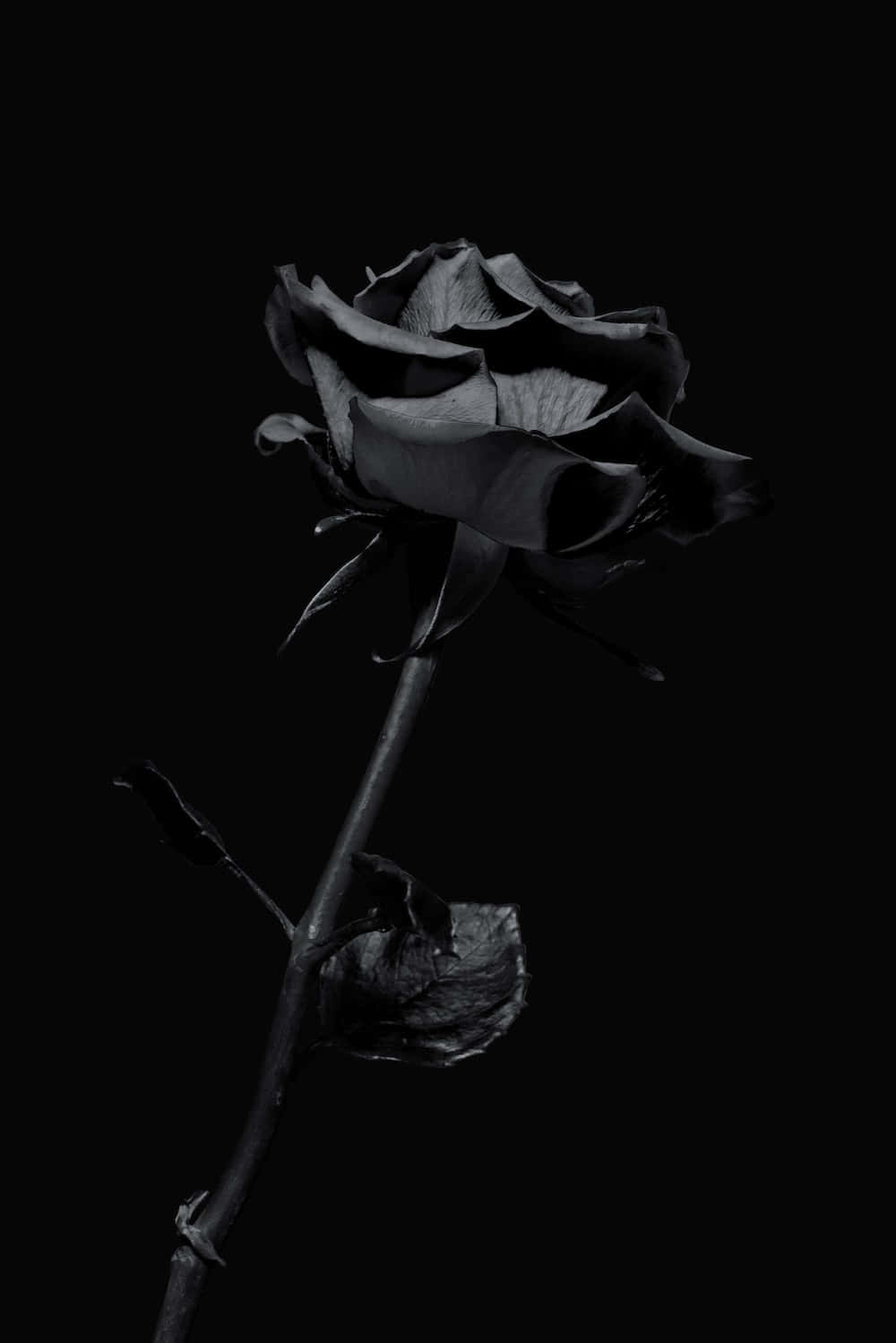 Imagende Una Rosa Negra Oscura.