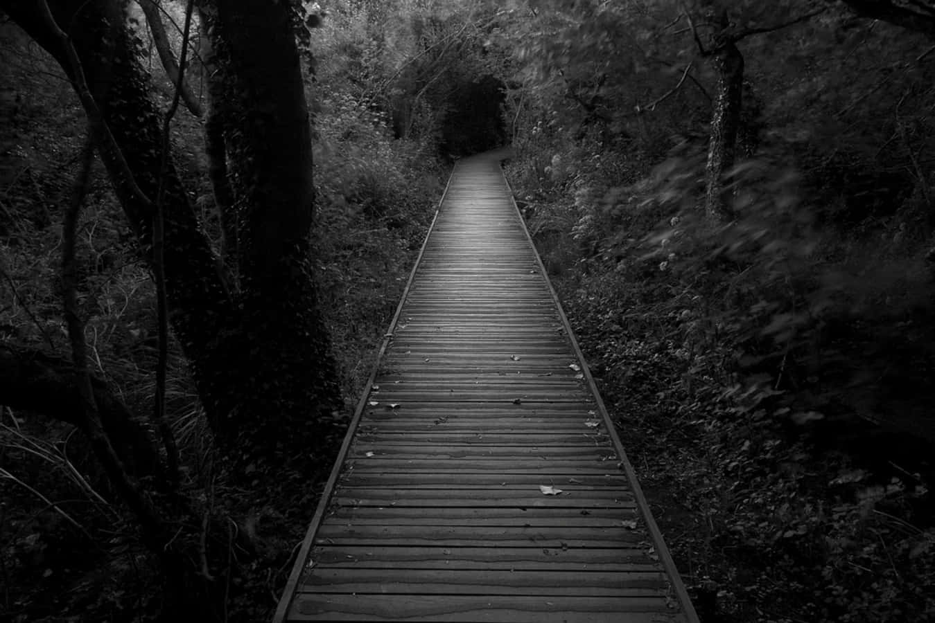 Dark Pathway Picture