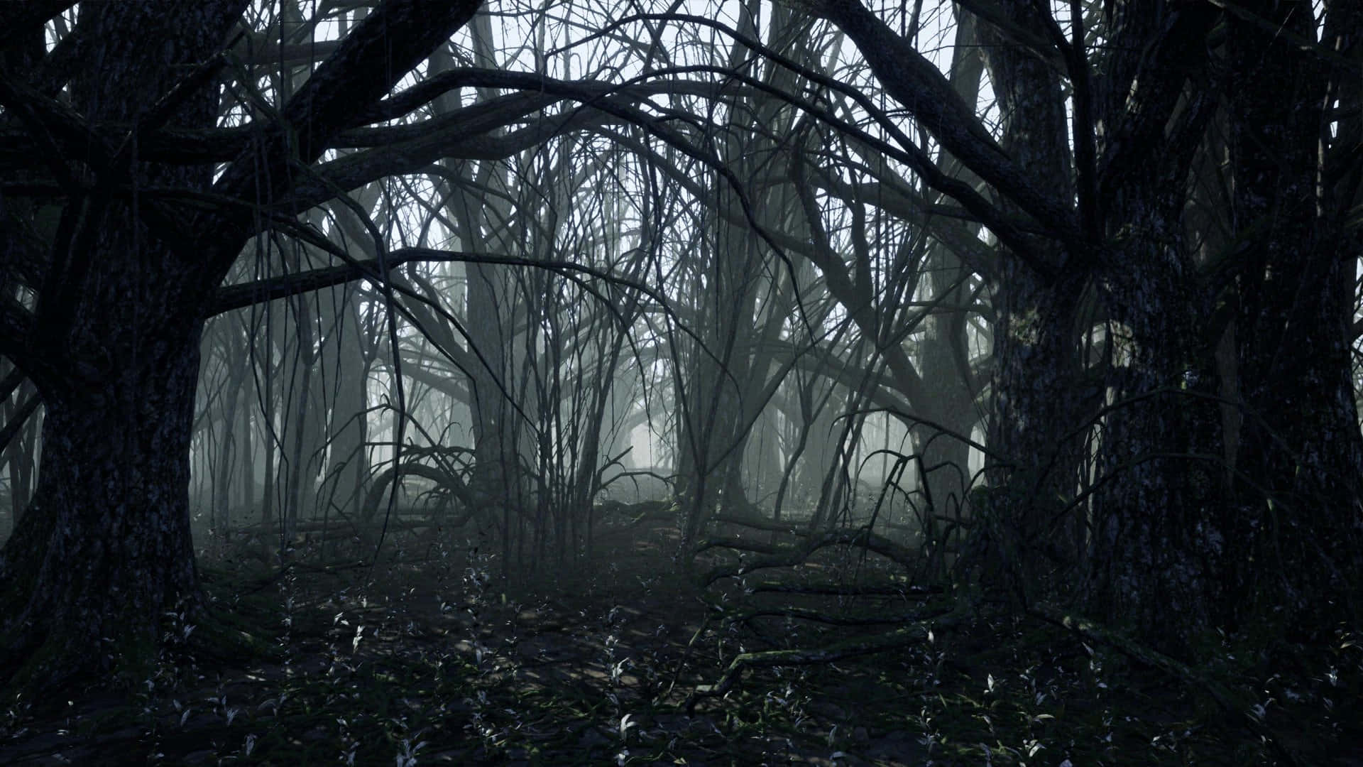 Mörkskogsbakgrundsbild