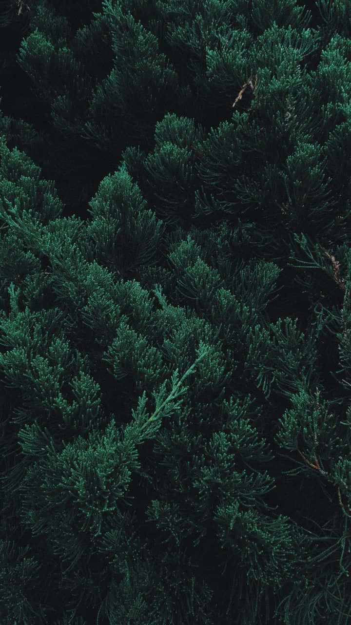 Dark Pine Foliage Texture Wallpaper
