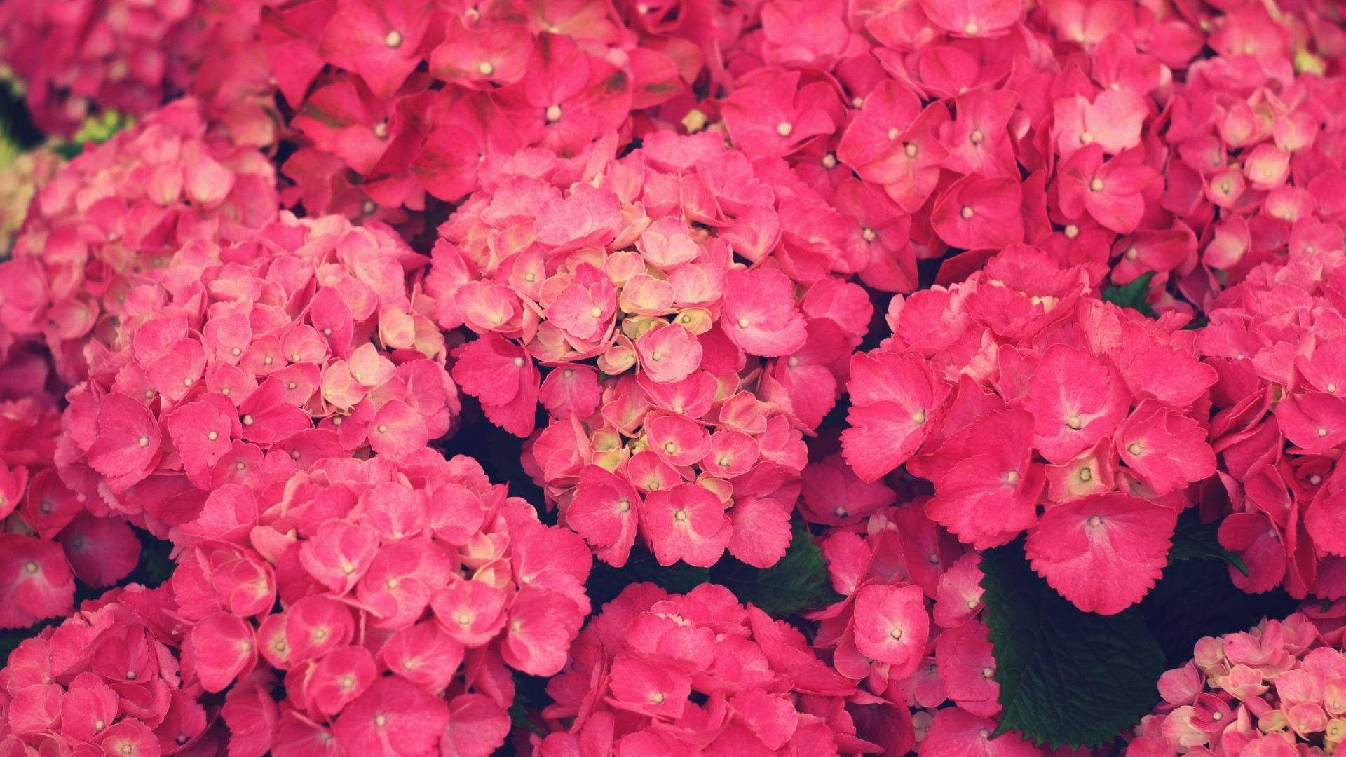 Ramosde Flores De Color Rosa Oscuro. Fondo de pantalla