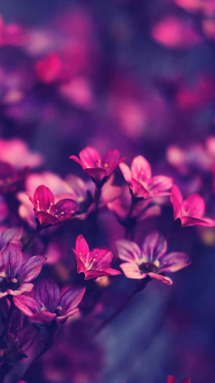 Purple Flowers In The Background Of A Purple Background Wallpaper