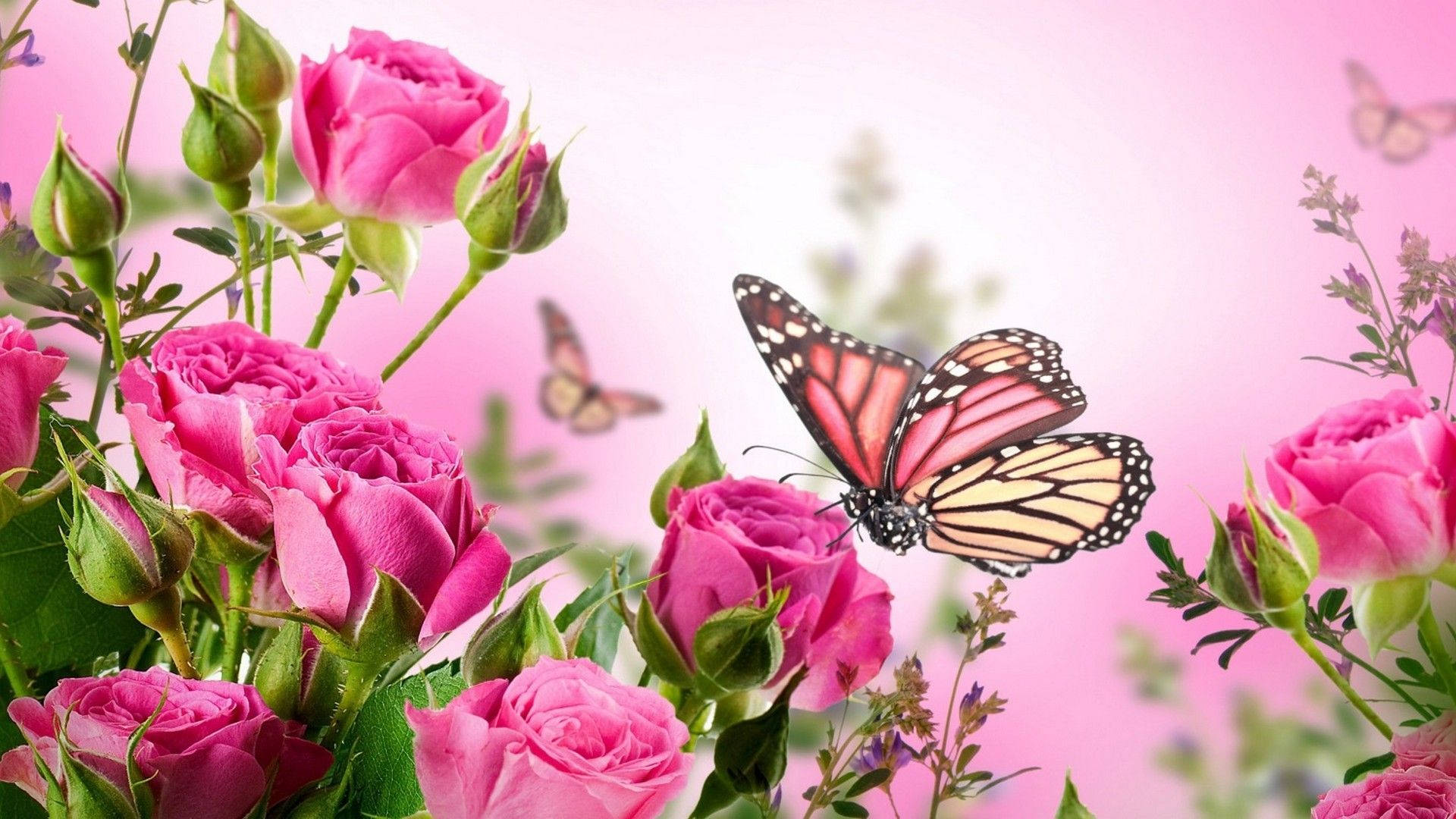 Dark Pink Pansy With Pretty Butterfly Wallpaper