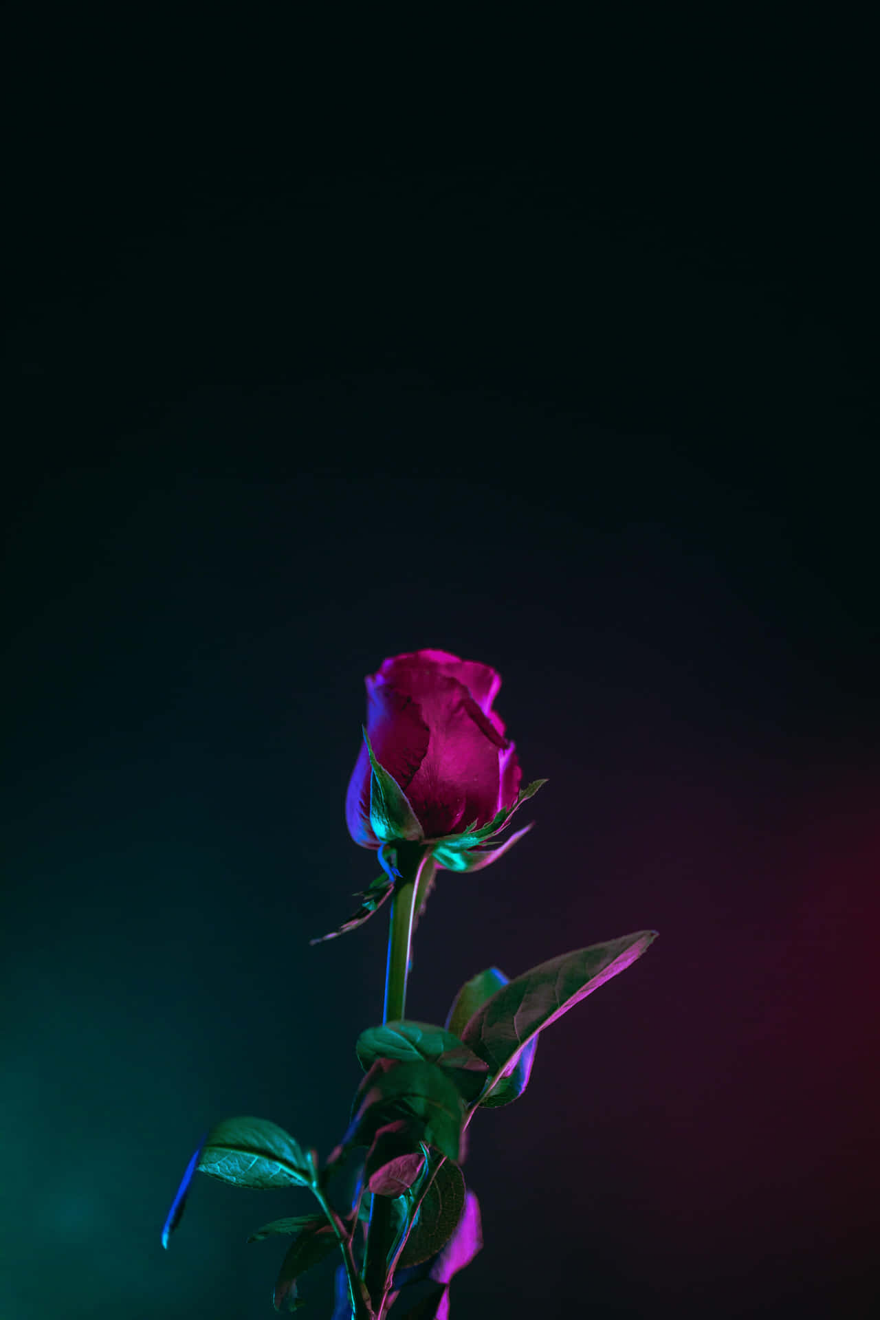 Dark Pink Rose Against Gradient Backdrop.jpg Wallpaper
