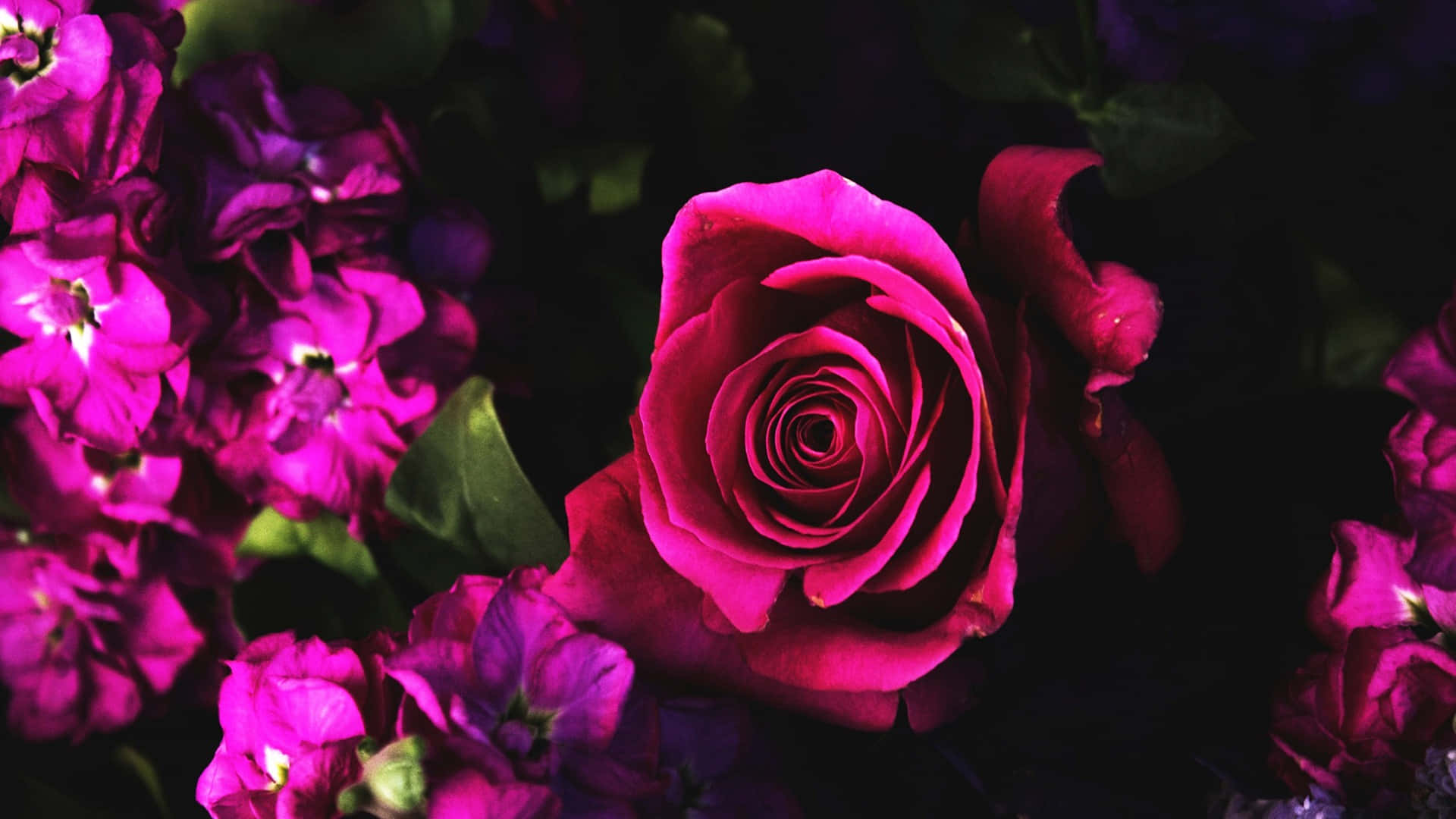 Dark Pink Rose Among Flowers Wallpaper