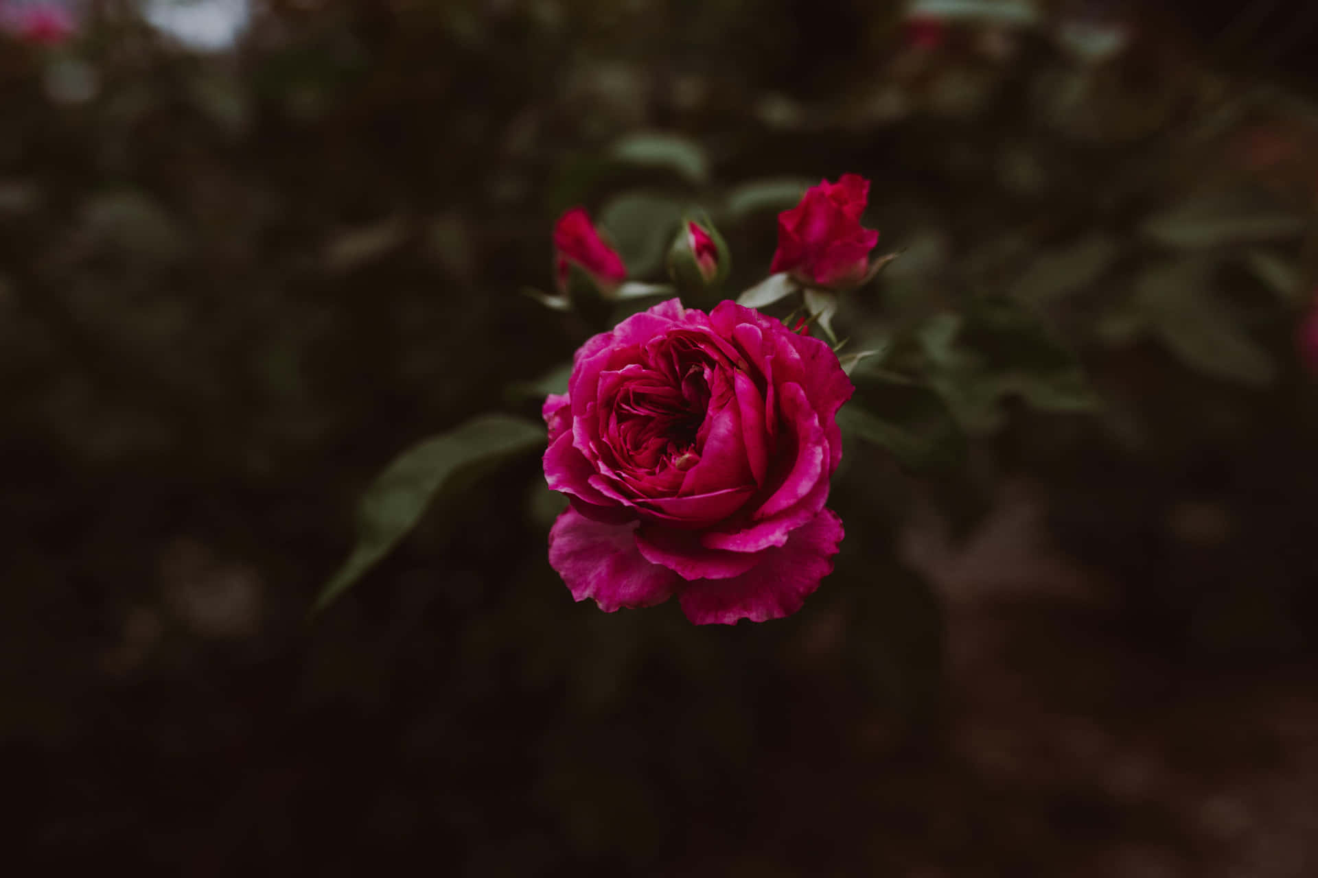 Dark Pink Rose Blooming Garden.jpg Wallpaper