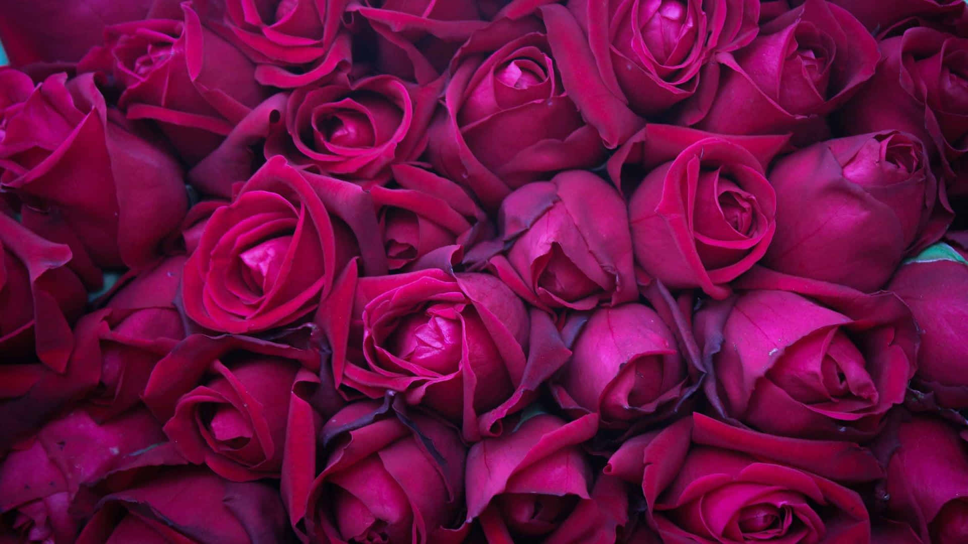 Dark Pink Rose Bouquet Background Wallpaper