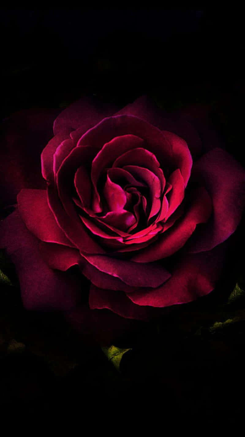 Dark_ Pink_ Rose_ Closeup.jpg Wallpaper