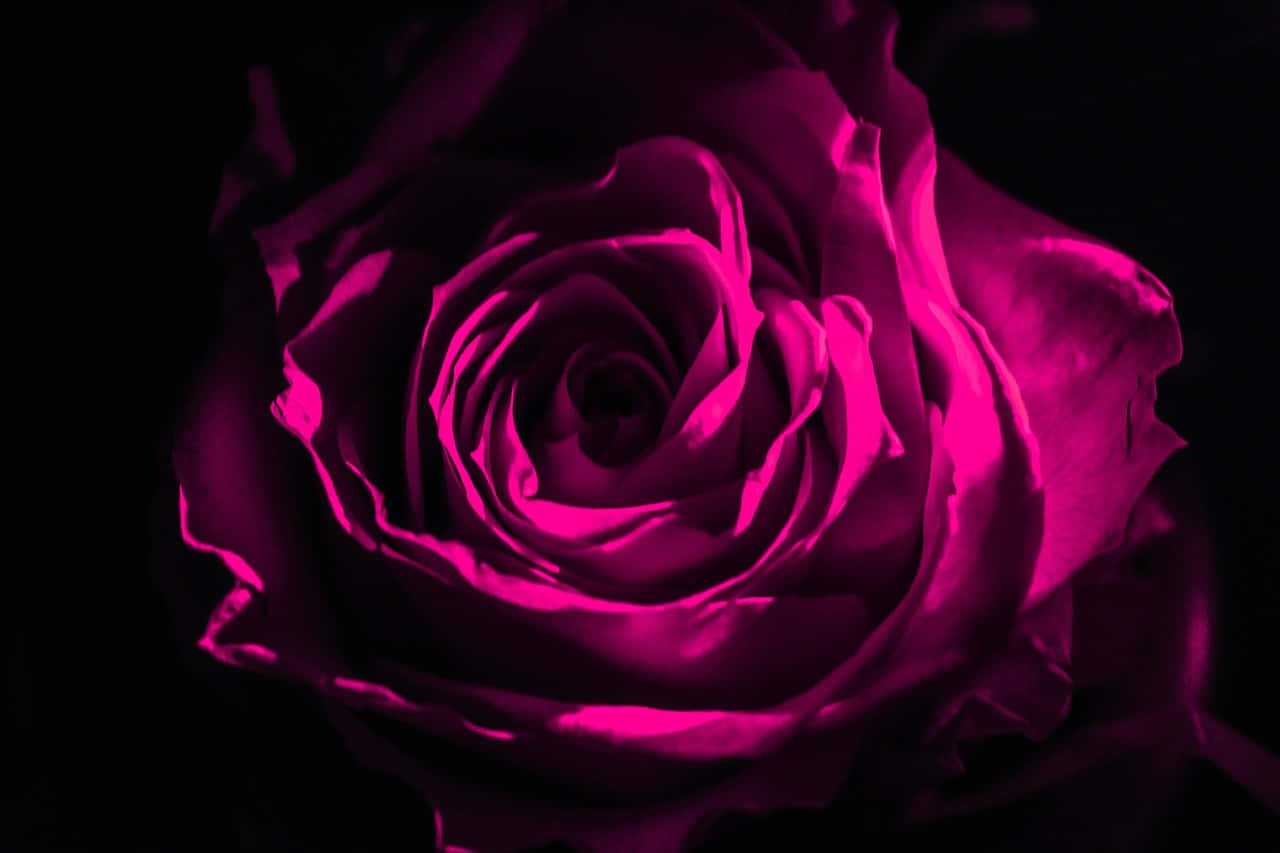 Dark Pink Rose Closeup Wallpaper