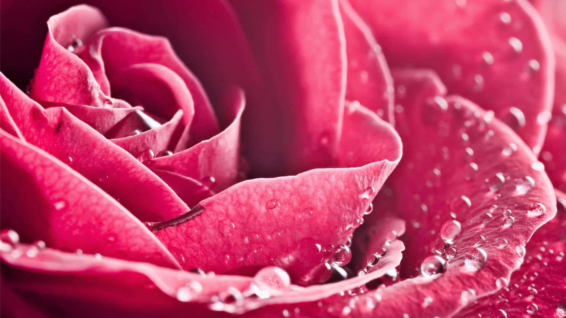 Dark Pink Rose Dew Drops Closeup.jpg Wallpaper