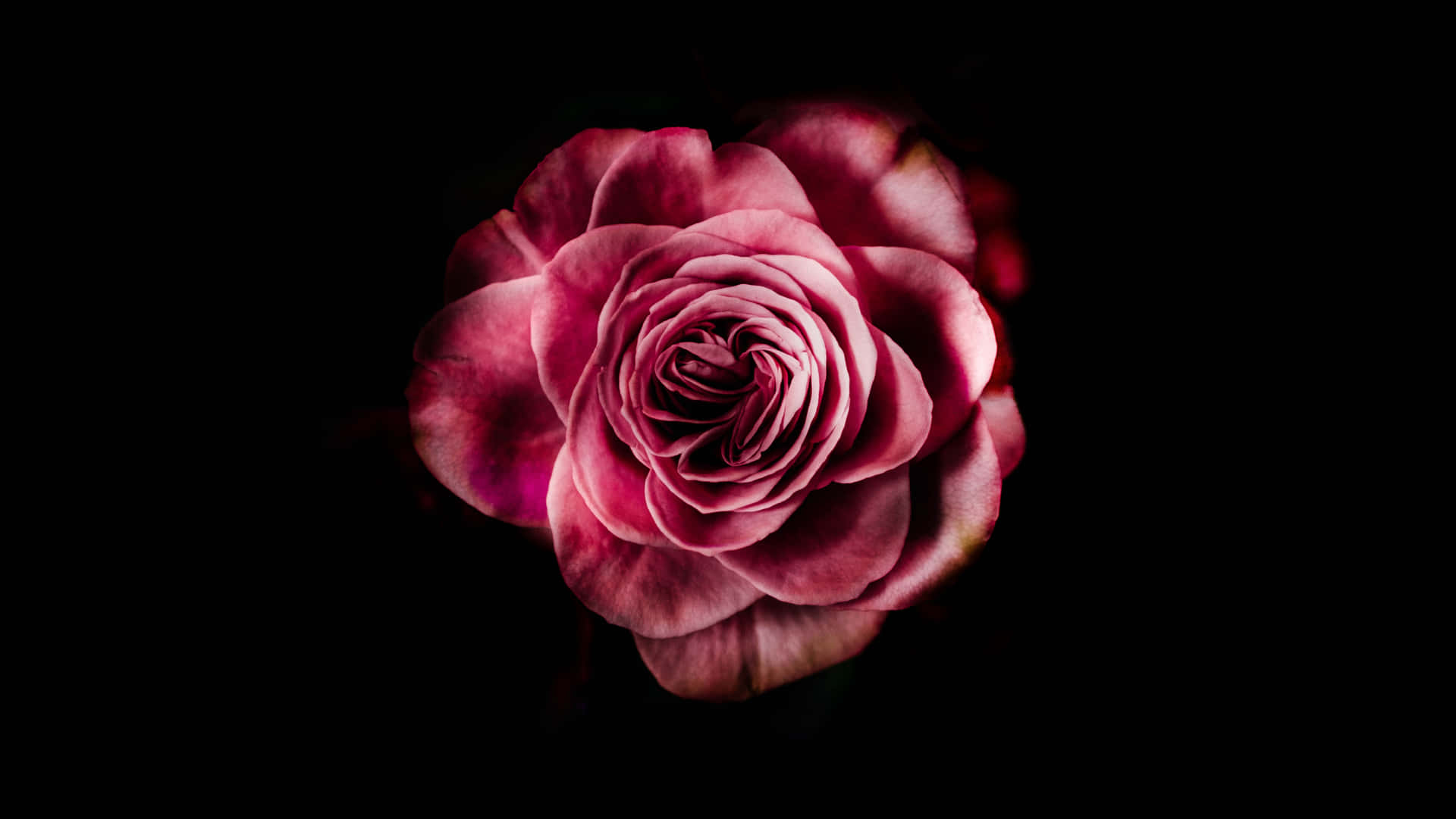 Dark Pink Roseon Black Background.jpg Wallpaper