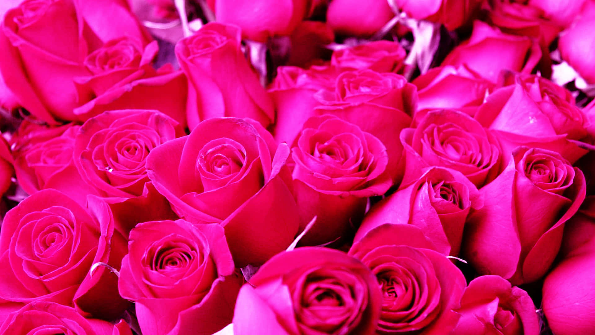 Dark Pink Roses Bouquet Wallpaper