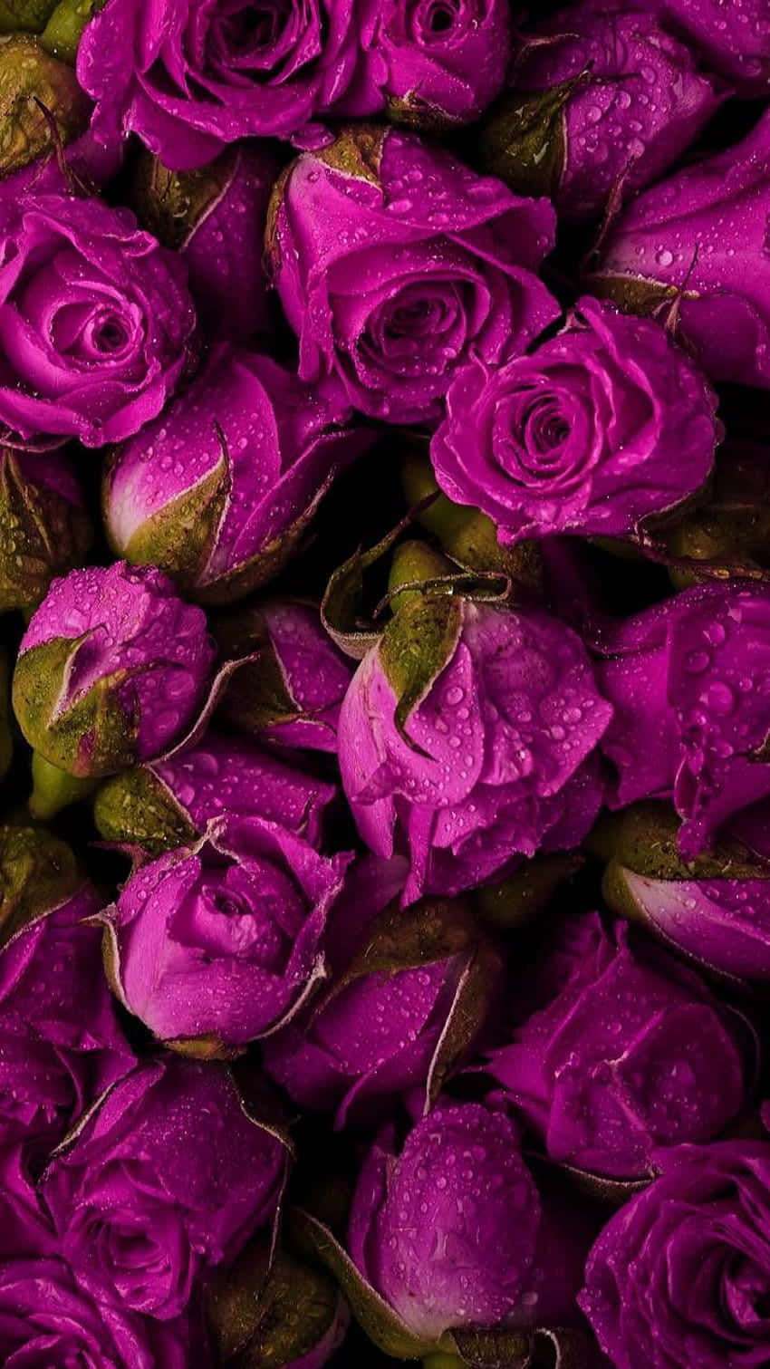 Dark Pink Roseswith Dew Drops Wallpaper