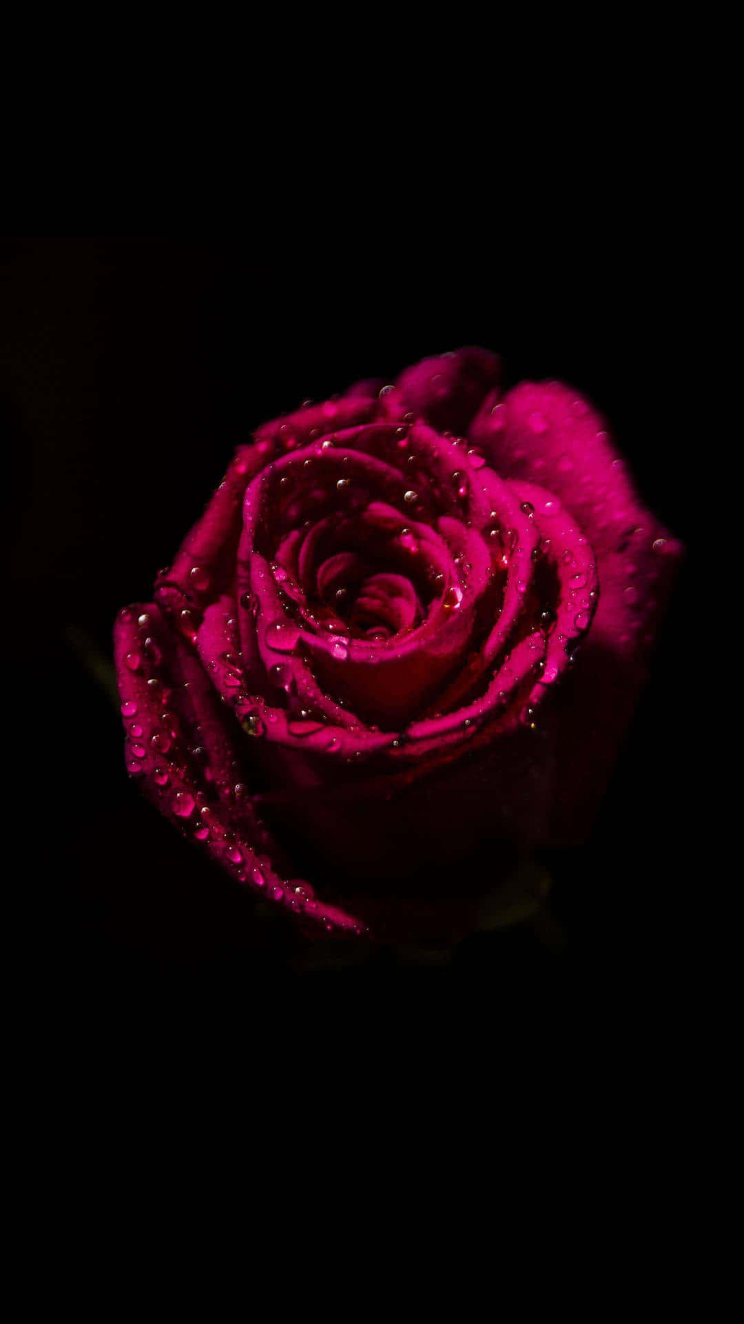 Dark Pink Rosewith Water Droplets Wallpaper