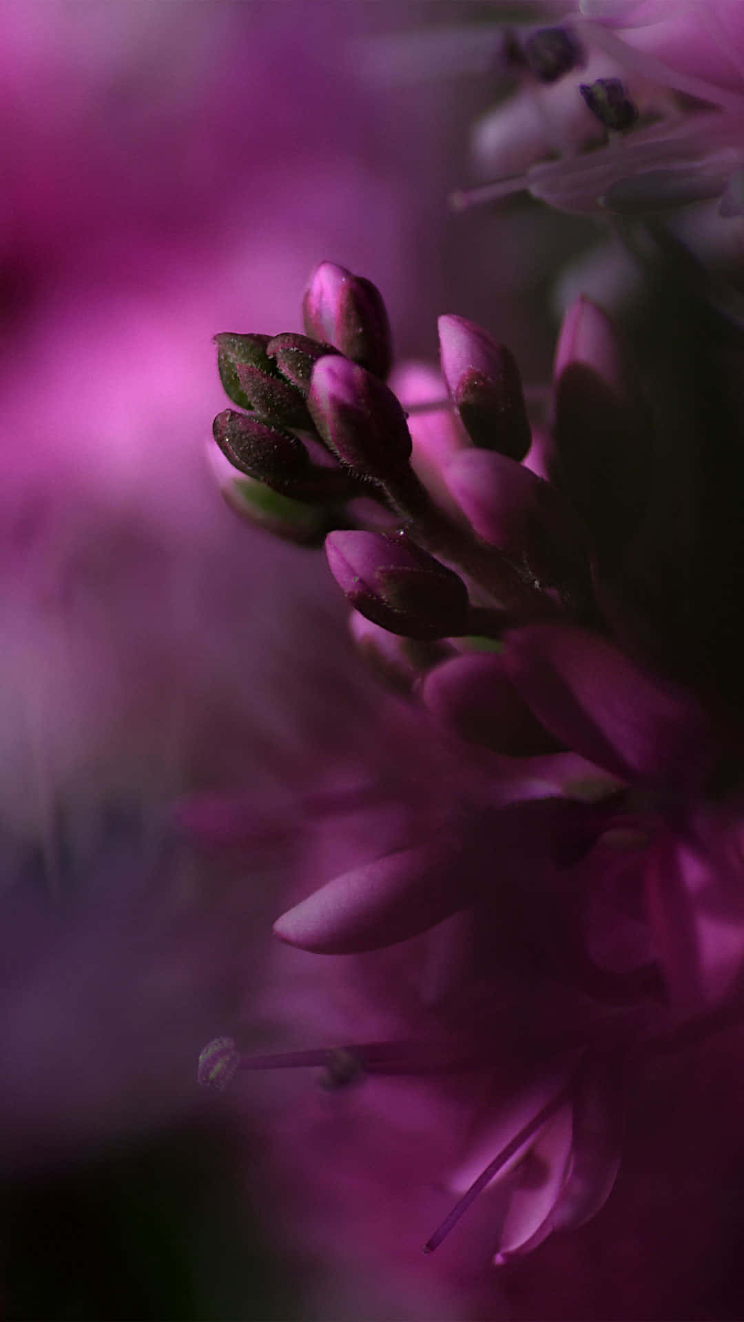A Close Up Of A Purple Flower Wallpaper