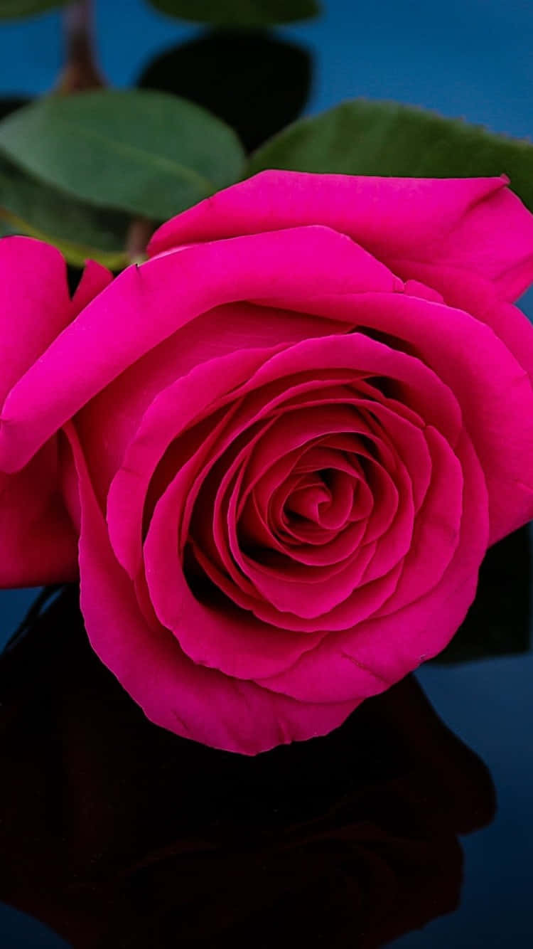 Unarosa Rosa Está Posada En Una Superficie Negra. Fondo de pantalla