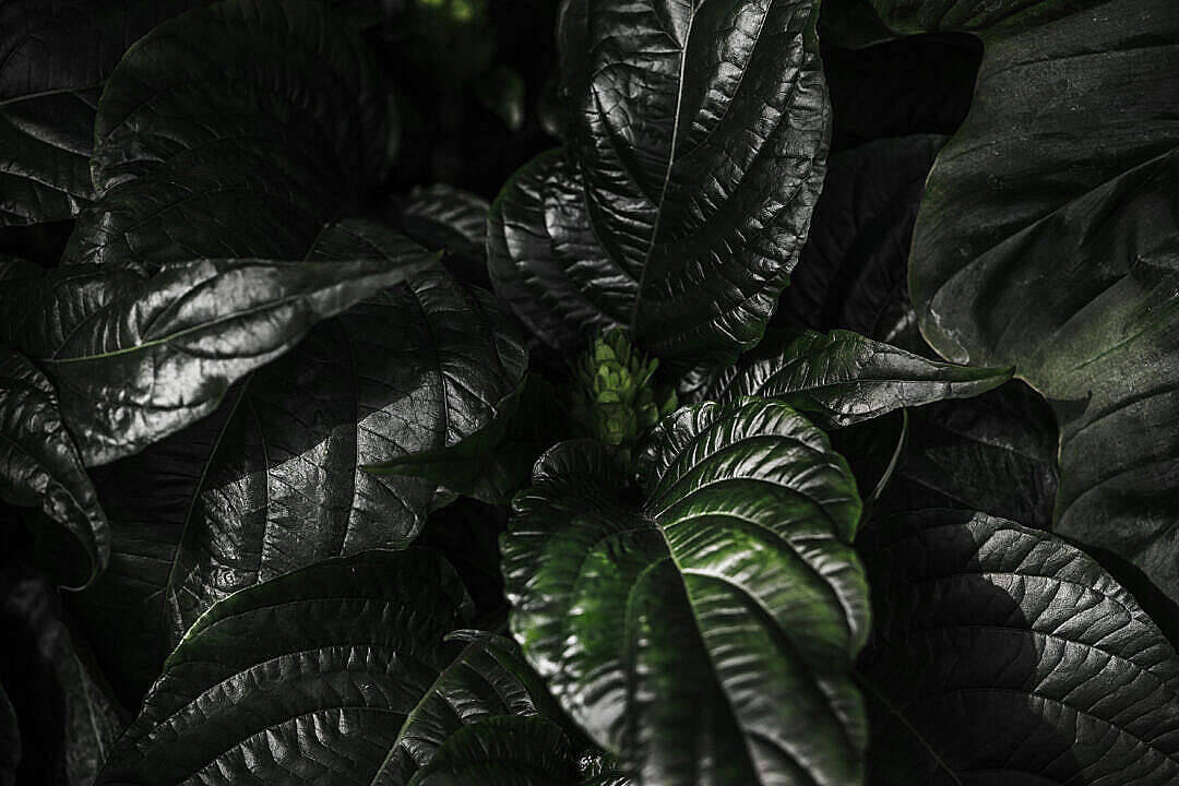 Dark Plant Leaves 4k Desktop