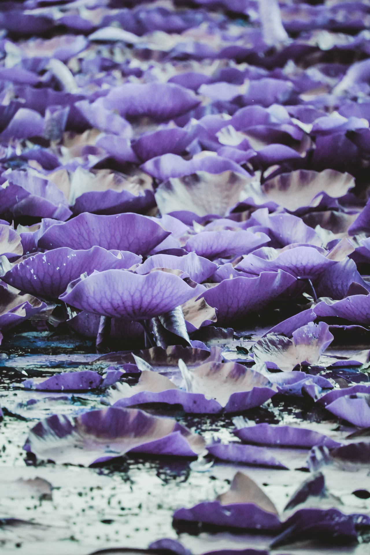 Dark Purple Aesthetic Lily Pads Wallpaper