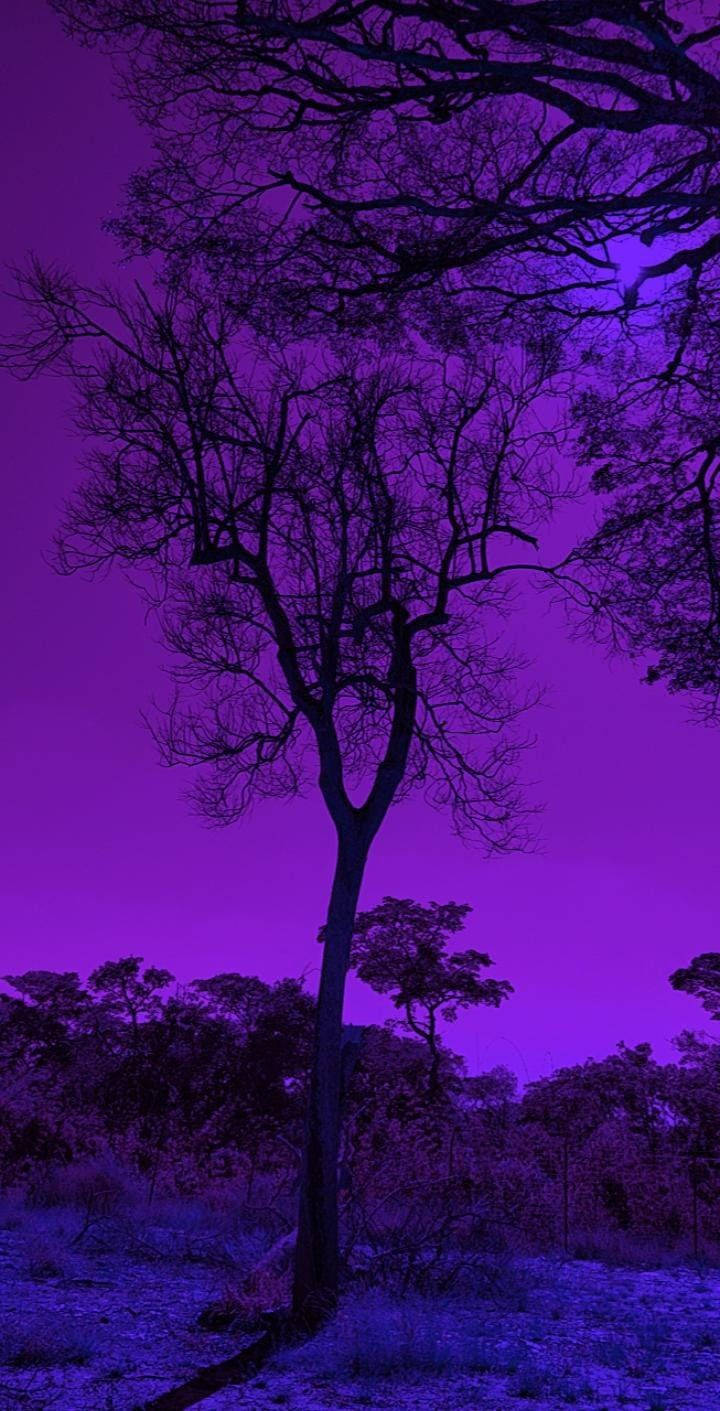 Dark Purple Aesthetic Nature Tree