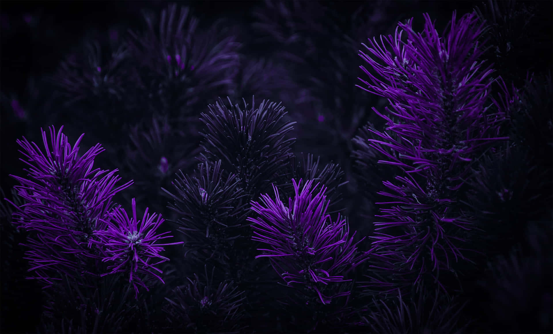 Embrace the beauty of dark purple