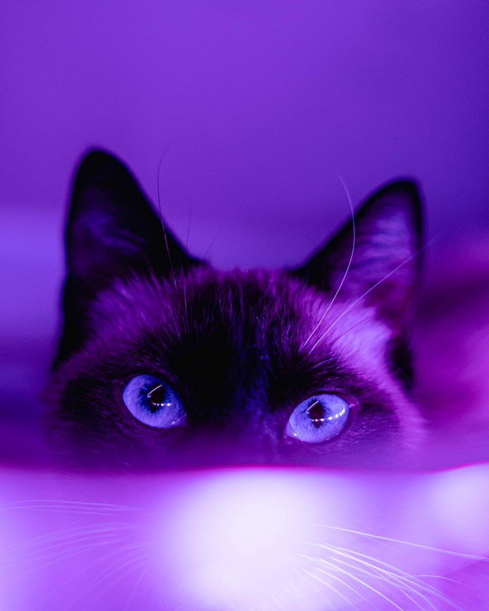 Dark Purple Aesthetic Siamese Cat Wallpaper