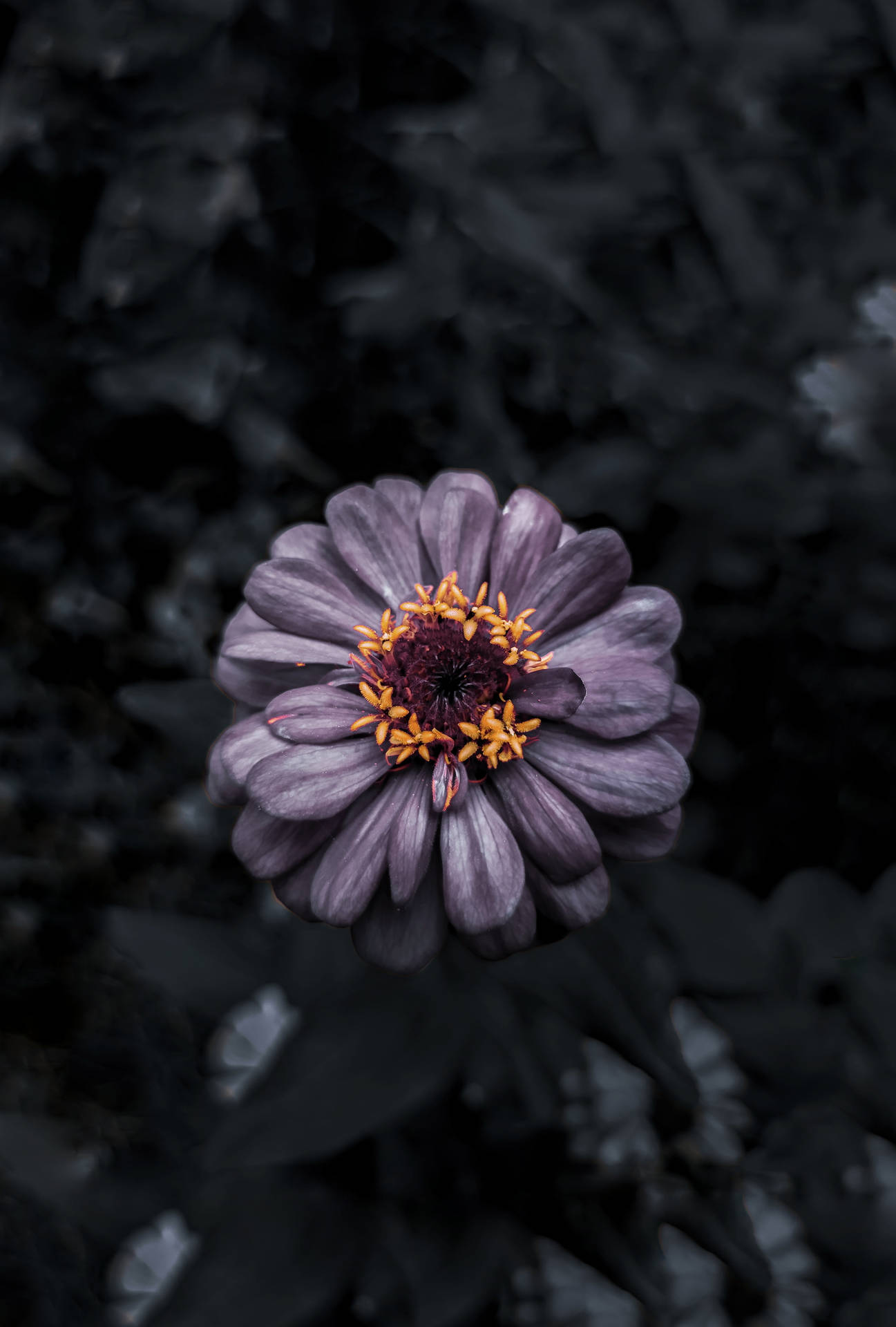 Bunga Viola Scuro Sfondo