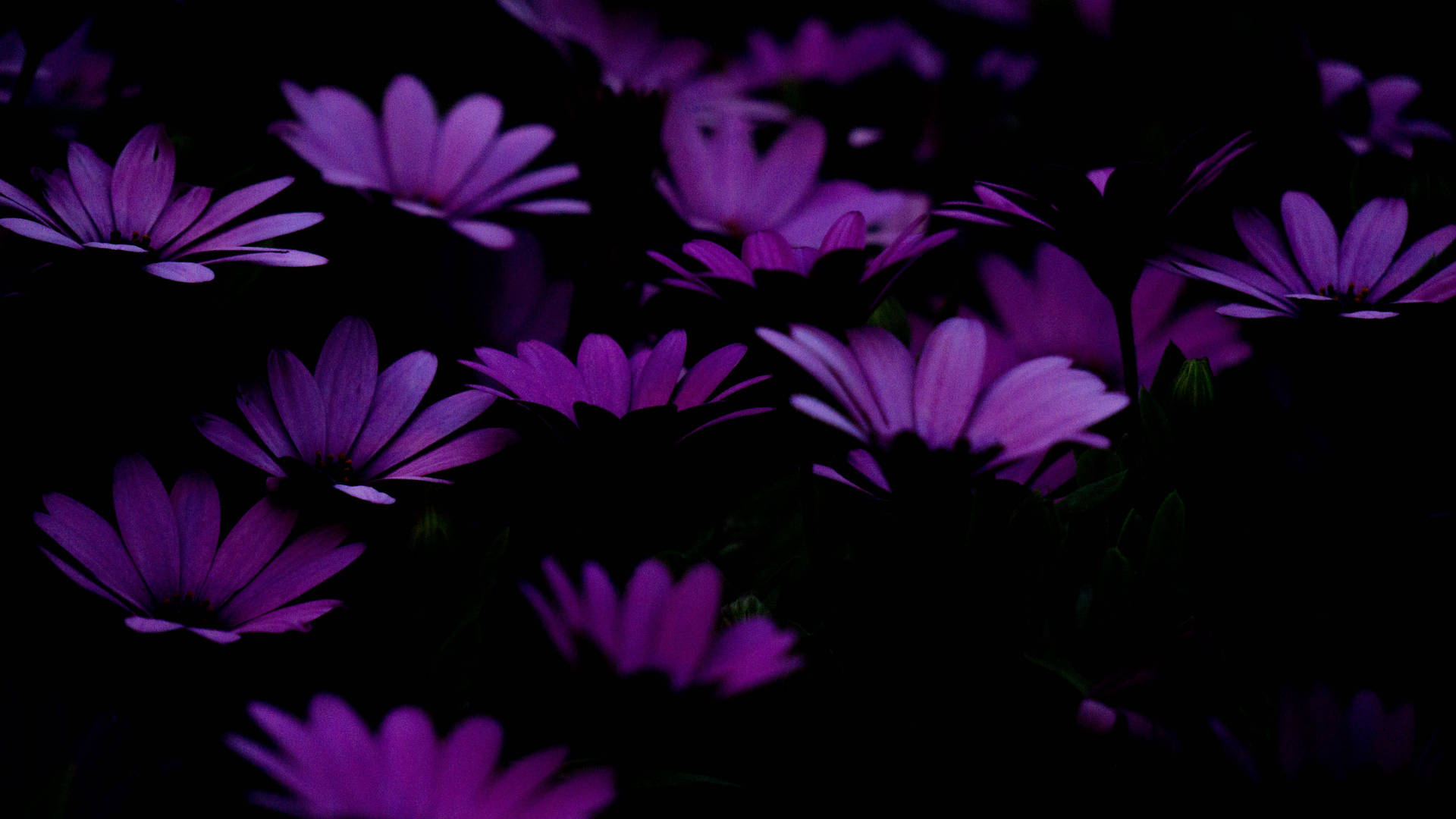Collageestético De Pétalos De Flores Moradas Oscuro. Fondo de pantalla