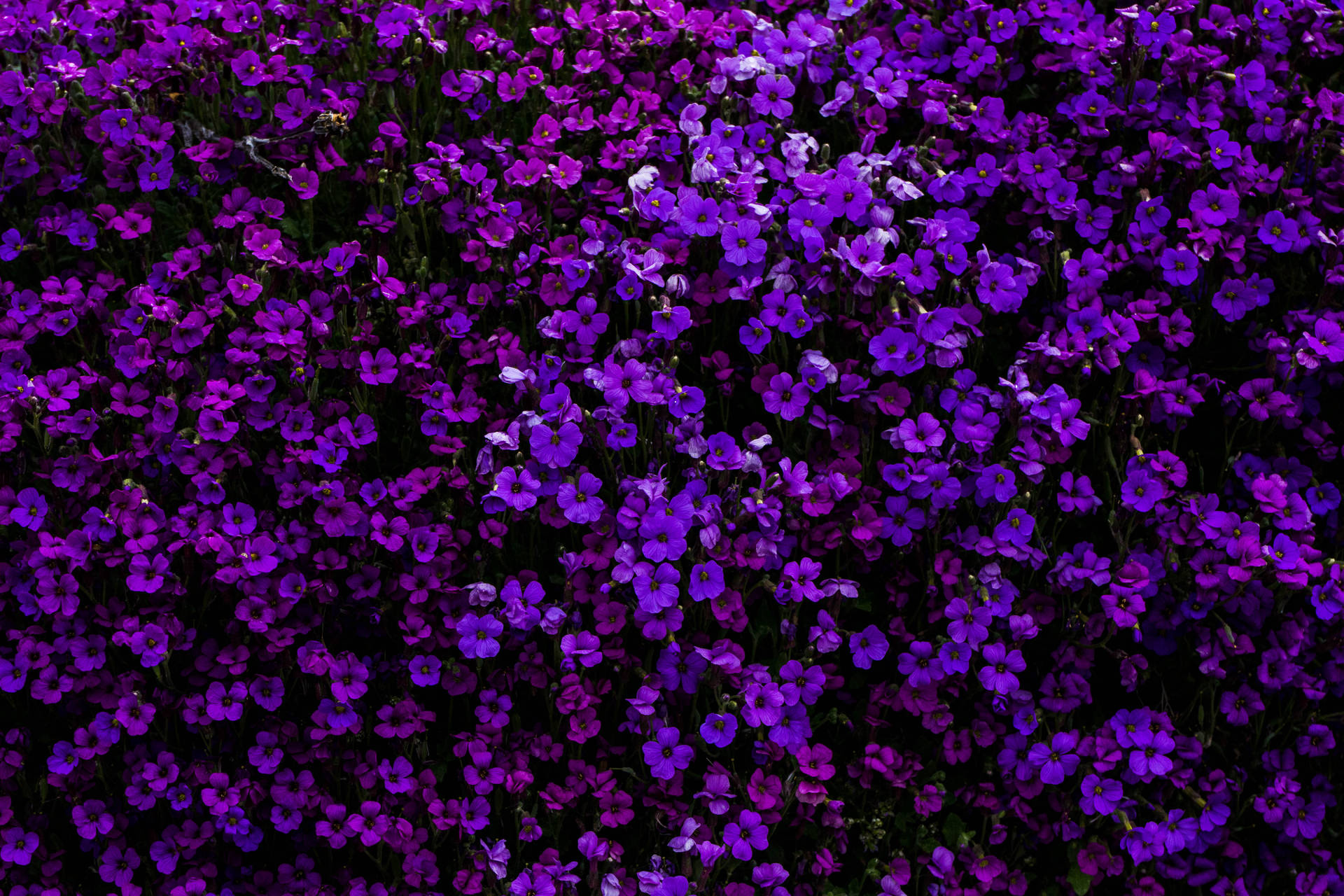 Purple Flowers On A Bush Wallpaper