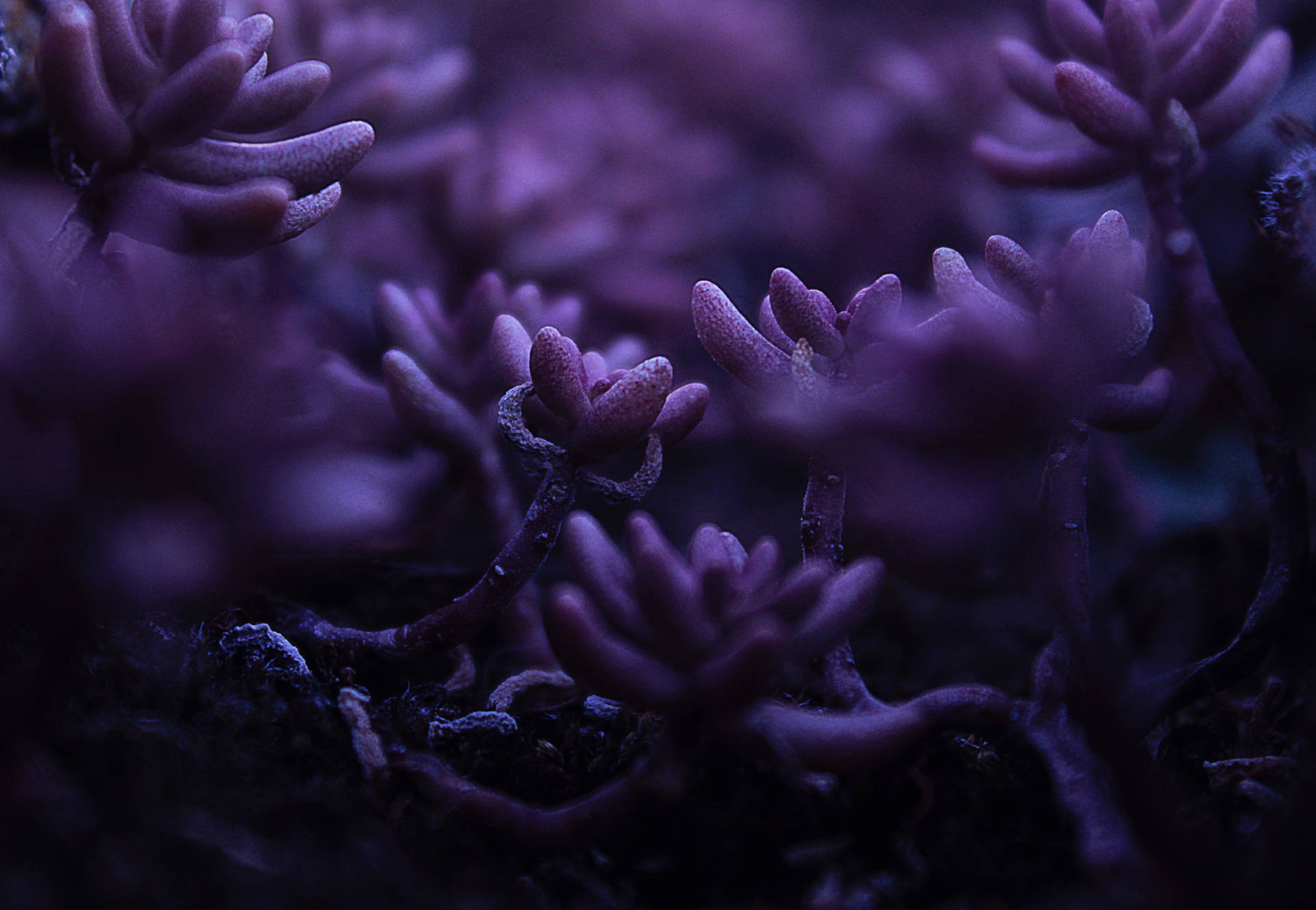 Purple Plants Growing In The Dark Wallpaper