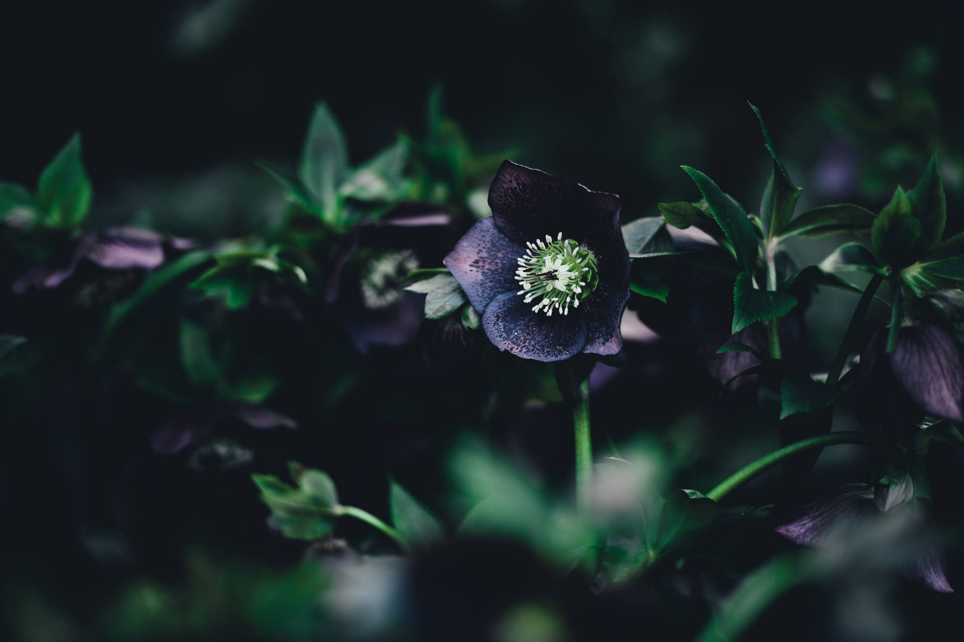 Dark Purple Floral Green Stem
