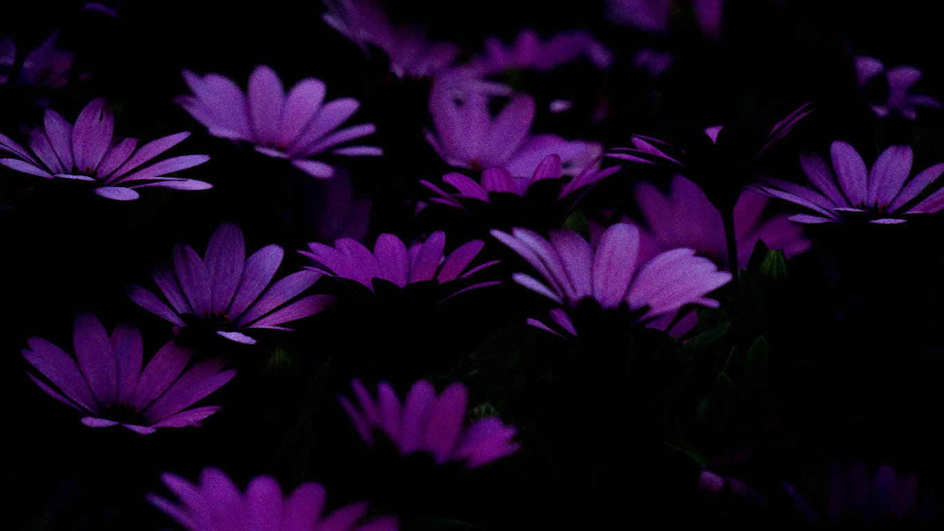 Dark Purple Flower Petals