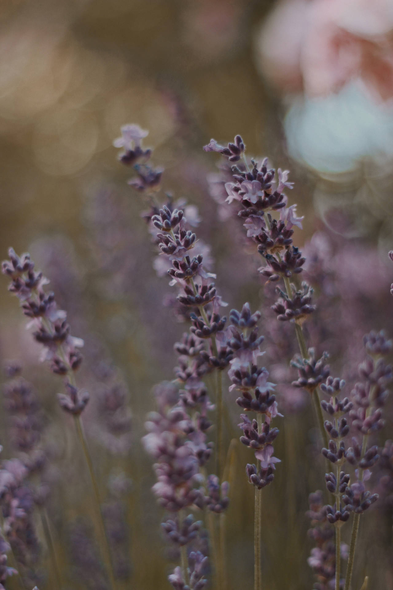 Close up of Dark Purple Lavender Flowers Wallpaper