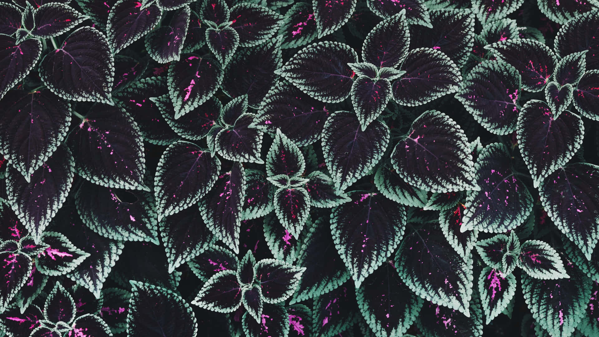 Dark Purple Leaves Texture Wallpaper