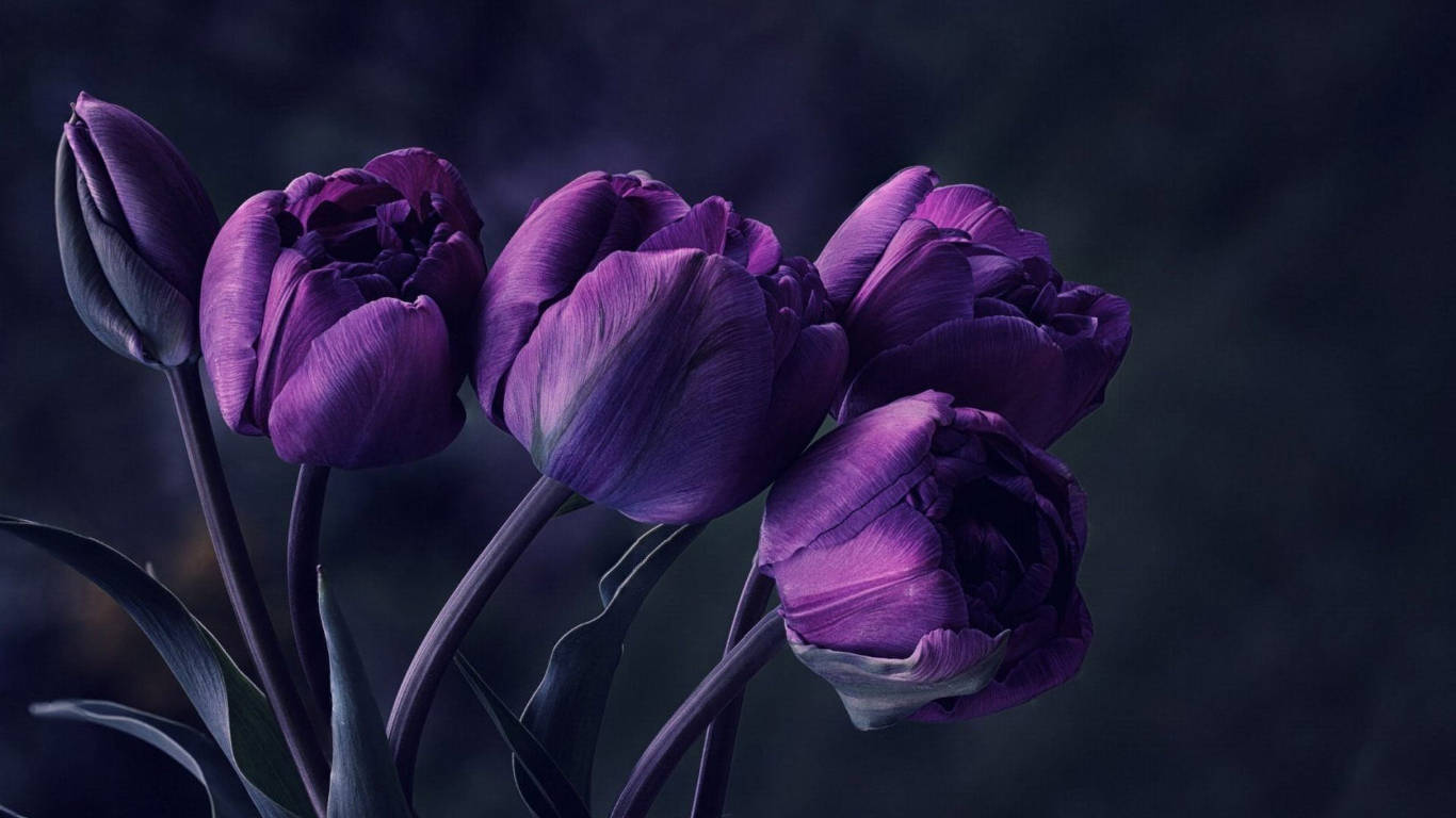 Dark Purple Tulip Flowers