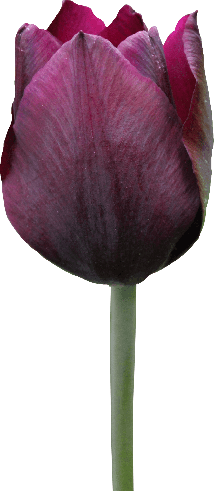 Download Dark Purple Tulip Single Stem | Wallpapers.com