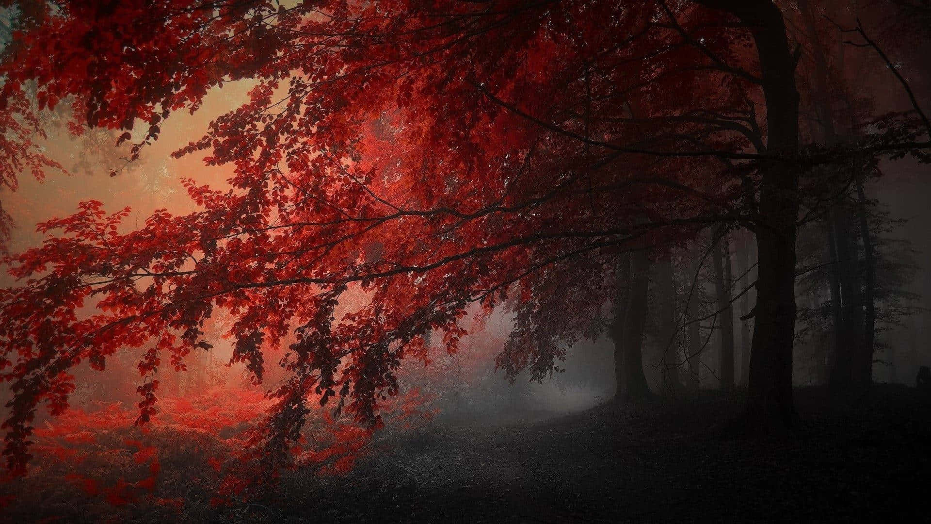 Fiery Red Autumn Trees Road Dark Red Aesthetic Wallpaper