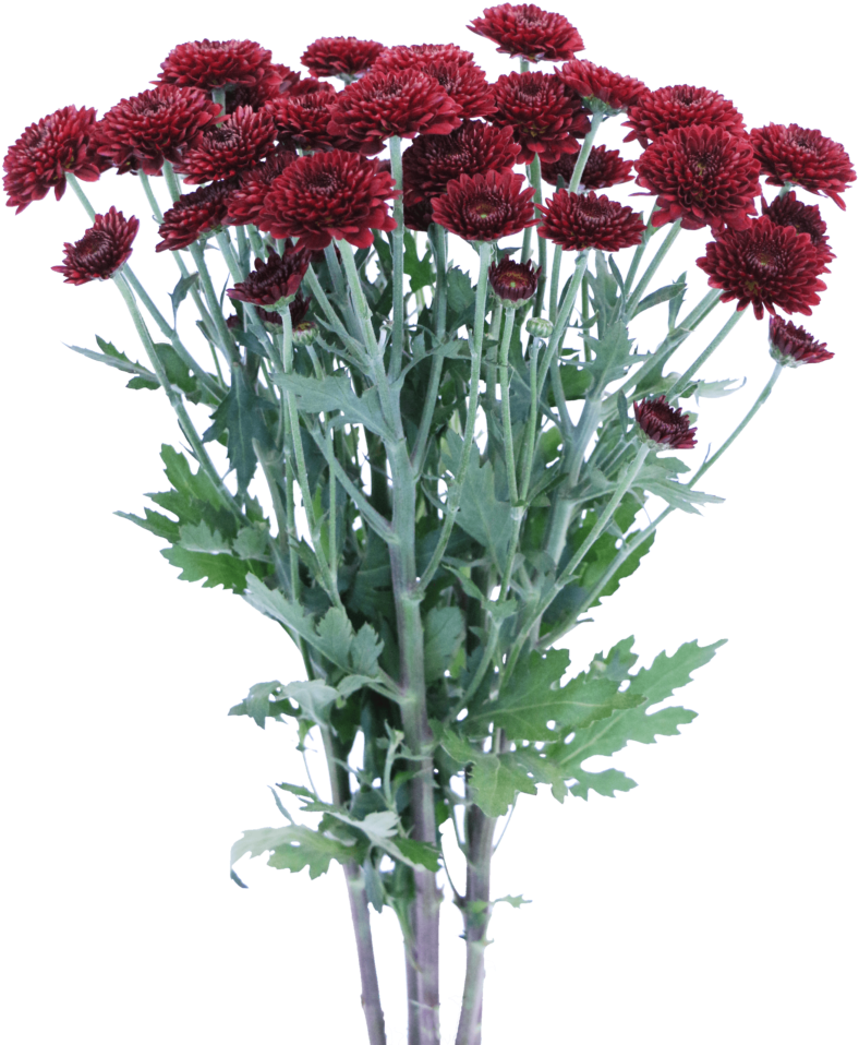 Dark Red Chrysanthemums Bouquet PNG