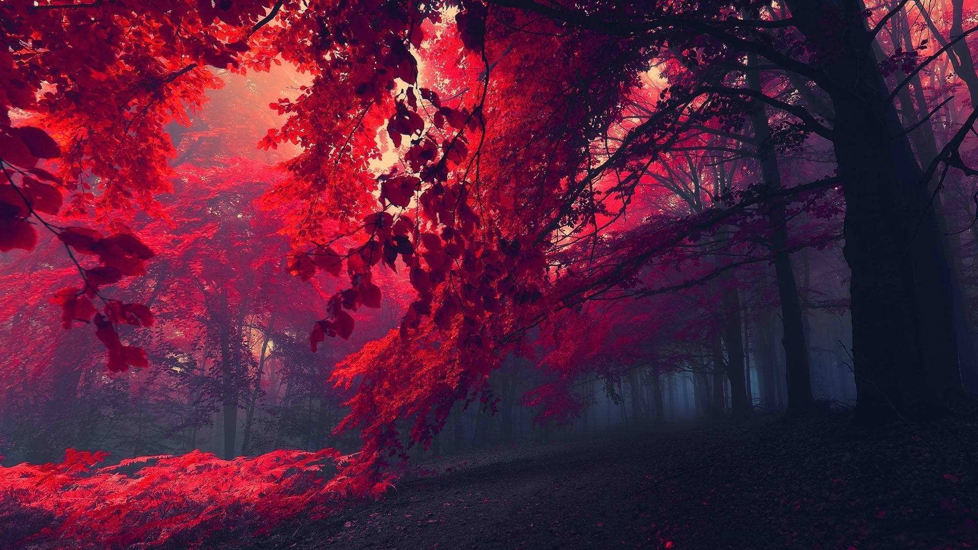 Dark Red Forest Photography Wallpaper